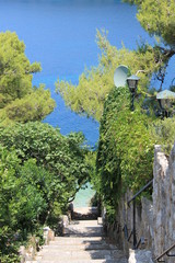 Gnarled branches of trees on the Lapad Peninsula of Croatia