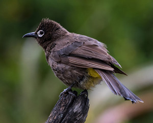 Cape Bulbul (Pycnonotus capensis), endemic species, at Breede River in Western Cape, South Africa.