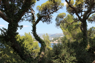 Gnarled branches of trees on the Lapad Peninsula of Croatia