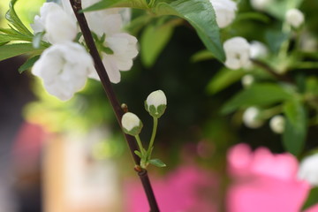 Fototapeta na wymiar gefüllte Zwerg Nelkenkirsche Zierkirsche Alboplena weiß Gartenpflanze winterhart Strauch Frühlingslbüher