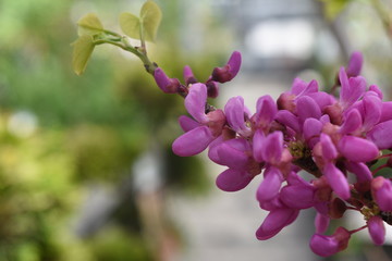 Judasbaum Judaspflanze Cercis siliquastrum Gartenpflanze Strauch Baum Pink Edler Baum pflegeleicht...