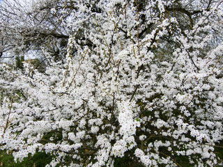 Blossoming trees in spring