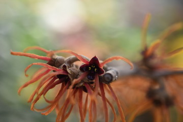 Zaubernus Hamamelis Haselnussähnliche Blätter orange gelb Blüte Winterblüher Frühlingsbote 