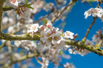 Beautiful almond blossom close up against the blue sky, selective focus