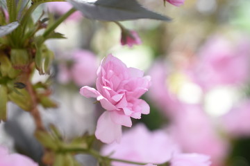 Obraz premium Japanische Nelkenzierkirsche Prunus serrulata Royal Burgundy Gartenpflanze winterhart Strauch Frühlingsblüher winterhart Blüten rosa gefüllt