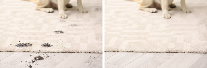 Cute dog leaving muddy paw prints on carpet