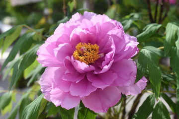 Strauchpfingstrose Paeonia lactiflora Gartenpflanze winterhart Blüte Rosa gefüllt