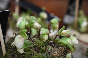 Schneerose Christrose Helleborus Zimmerschneerose Gartenpflanze Staude winterhart