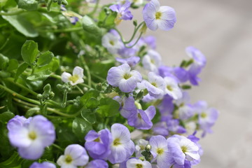 Teppichphlox Gartenpflanze Phlox subbulate Blüte blau lavender Steingartenpflanze winterhart Staude