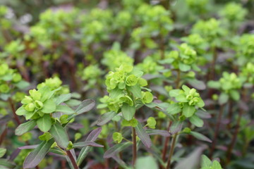 Woflsmilch Euphorbia Gartenpflanze winterhart Staude Somemrbl&uuml;her Sonnenstaude