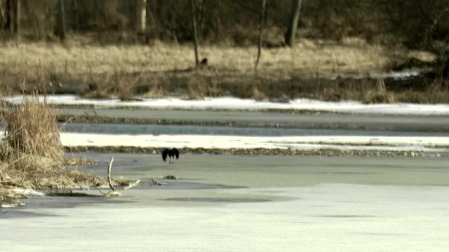 Crow Taking Flight From Surface of Frozen Lake SLOW MOTION