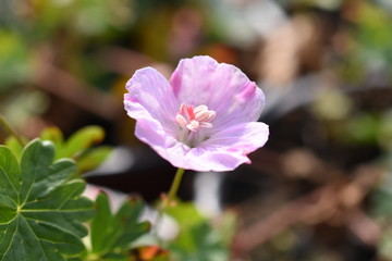 Geranium Storchschnabel Appleblossom Vision Pink Gartenpflanze Staude Sonnenstaude Sommerlbüher winterhart Blüte rosa