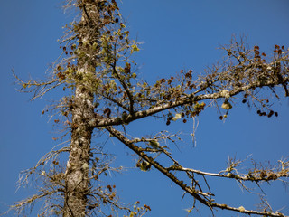Obraz premium small pine cones and moss grow on old tree