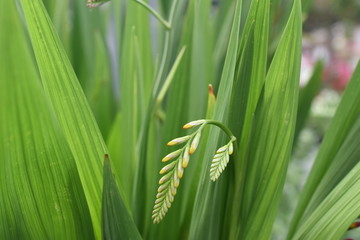 Montbretie Montbretia Luzifer rot Crocosmia Gartenmontbretie Schwertliliengewächse © Tanya