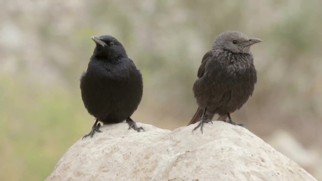 Tristram's grackle standing on a Rock