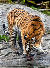 Siberian tiger eating meat. Latin name - Panthera tigris altaica