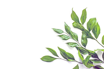 Branches of flowers with green leaves on a white background, isolate