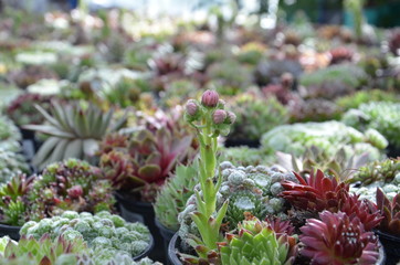 Stauden Gartenpflanzen winterhart Hauswurz Sempervivum Sondersorten