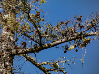 gnarled trunk of tree with moss and pine cones