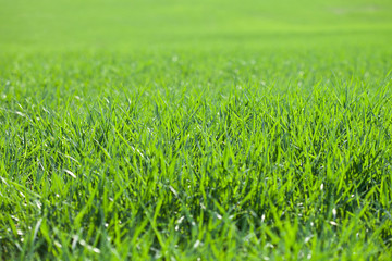 Fototapeta premium Field of green grass