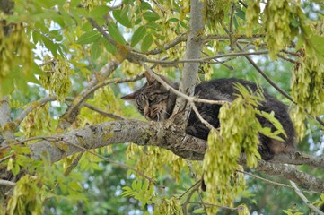 Cat in a tree