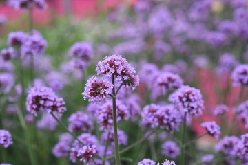 Patagonisches Eisenkraut Verbena bonariensis Staude Gartenpflanze winterhart Insektenfutterpflanze 