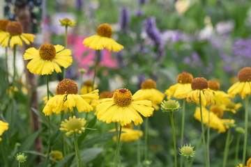 Fototapeta premium Sonnenbraut helenium Asteraceae Sonnenstauden Spätsommer 