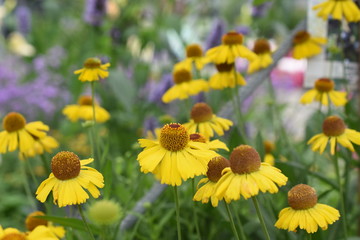 Sonnenbraut helenium Asteraceae Sonnenstauden Spätsommer 