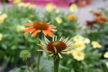 Sonnenhut Echinacea Sondersorten orange gelb lachs Blüten Knospen Gartenpflanzen winterhart 