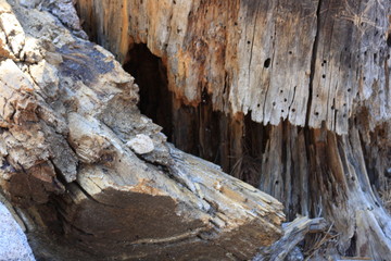 Decaying Wood