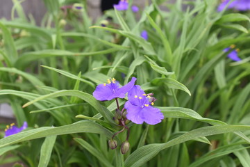 Winterhart Photos Royalty Free Images Graphics Vectors Videos Adobe Stock