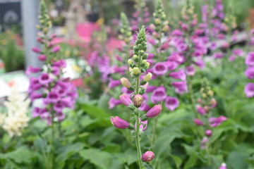 Fingerhut Digitalis purpurea Wegerichgewächs Schattenpflanze Fingerkraut Fuchskraut Schwulskraut Castor Rose Gartenpflanze Staude winterhart giftig