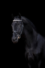 Beautiful horse on a black background