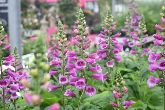Fingerhut Digitalis purpurea Wegerichgew&auml;chs Schattenpflanze Fingerkraut Fuchskraut Schwulskraut Castor Rose Gartenpflanze Staude winterhart giftig