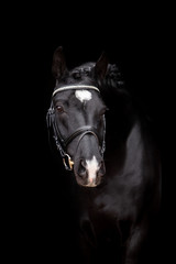 Obraz premium Beautiful horse on a black background