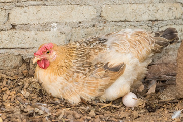 hen hatching eggs in the henhouse in the farm