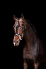 Obraz premium Piękny koń na czarnym tle
