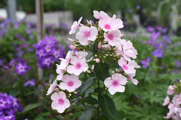 Fototapeta premium Hoher Gartenphlox Phlox paniculata Bright Eyes Blüte Rosa Pink Gartenpflanze Staude winterhart Sommerlblüher