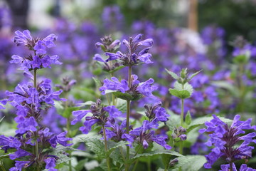 Fototapeta premium Katzenminze Nepeta Staude Gartenpflanze Sommerblüher Katzenliebling winterhart Staude Blüte Blau