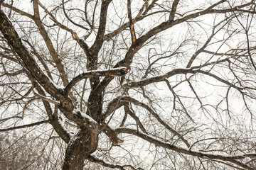 Low angle view of tree in forest on snow day