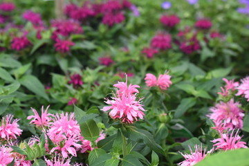 Indianernessel Monarda didyama Blüte rosa Gartenpflanze Staude winterhart