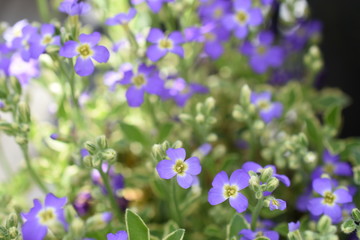 Teppichphlox Phlox subbulata zweifärbig panaschiertes Laub blaue Blüten Insekt Biene Nahrungsquelle