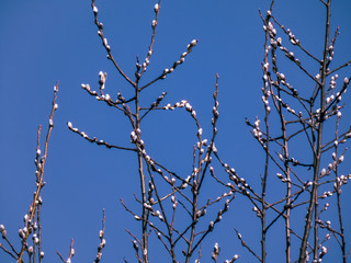 early white buds form on stocks of trees in spring