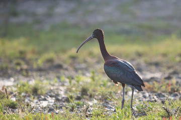 Çeltikçi » Glossy Ibis » Plegadis falcinellus