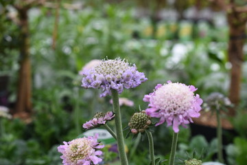 Witwenblume Knautia Gartenpflanze Staude winterhart Kardengewächse Insektenfutterpflanze Knopfblume 