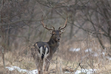 Deer - 254951965
