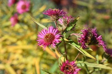 Aster novae angliae Andenken an Alma Pötschke Gartenpflanze Staude winterhart rosa Herbstblüher...