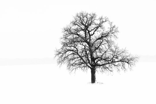 Black and white photo with lonely tree in winter on snow in field