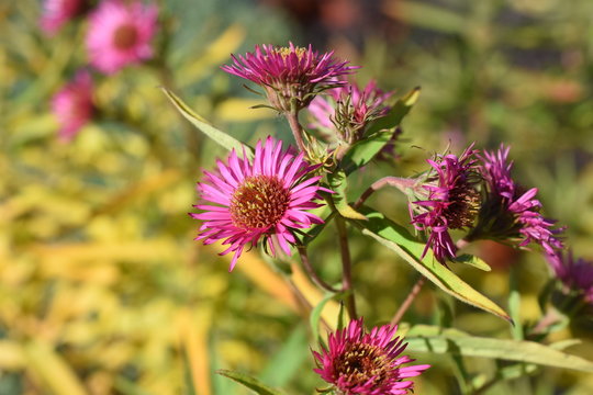 Aster Novae Angliae Andenken An Alma Pötschke Gartenpflanze Staude Winterhart Rosa Herbstblüher Insektenfutterpflanze Nahrungsquelle 