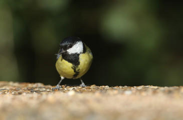 Obraz premium A pretty Great Tit (Parus major) perched on a concrete bridge.